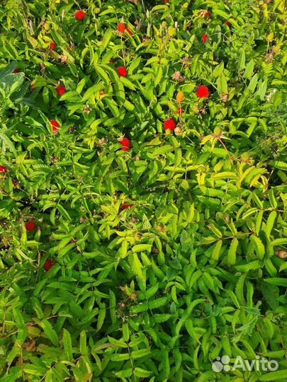 Земляничная малина Акция