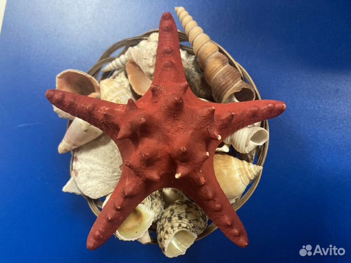 Морские ракушки раковины