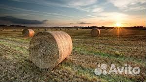 Продам сено в рулонах