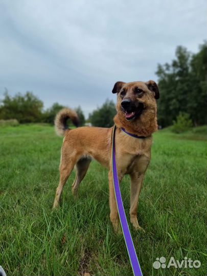 Ласковая, красивая собака в добрые руки