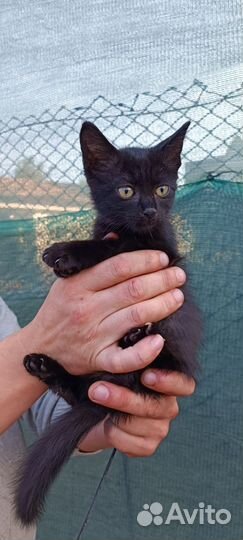 Котенок в добрые руки