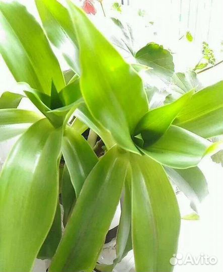 Золотой ус. Лечебное. Комнатное