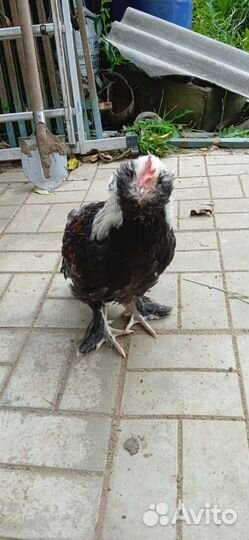 Петушки Виандот, фавероль лососевая, маран