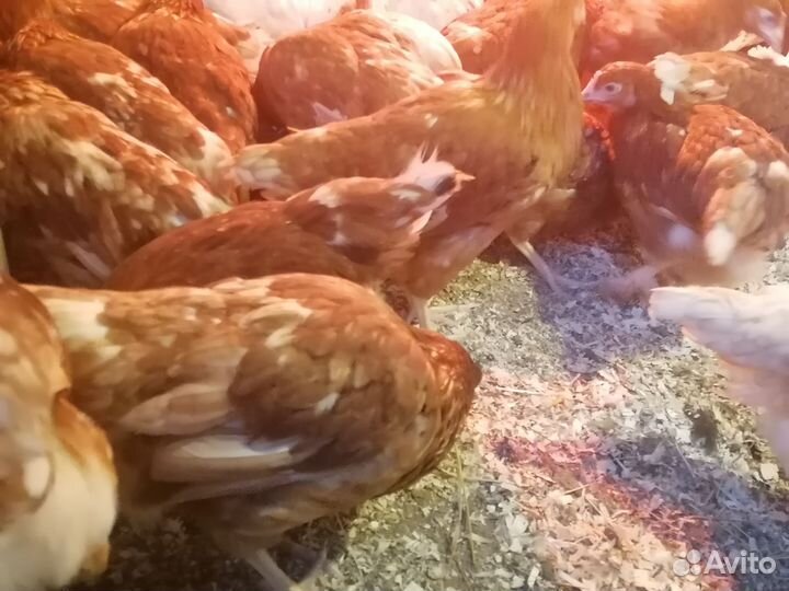 Куры молодки несушки