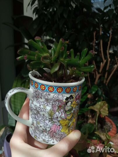 Суккуленты