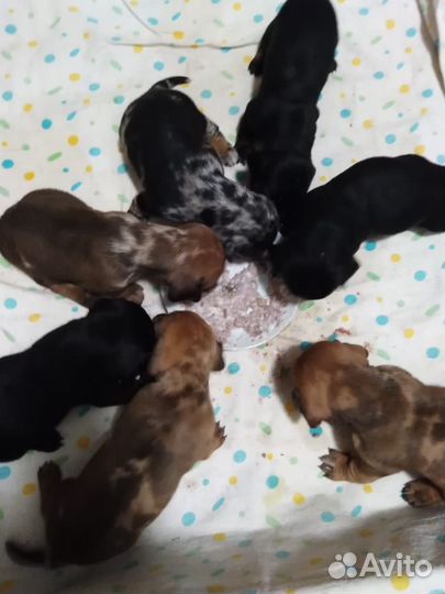 Вязка таксы