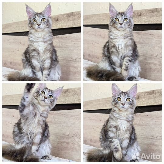 Котята мейн-кун