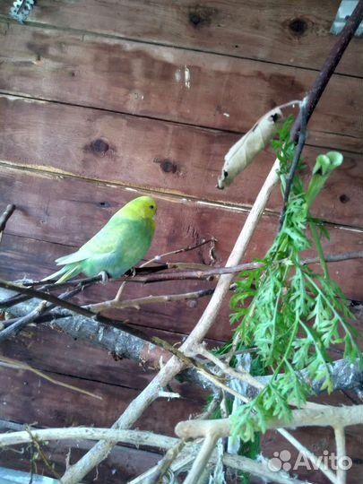 Волнистый попугай