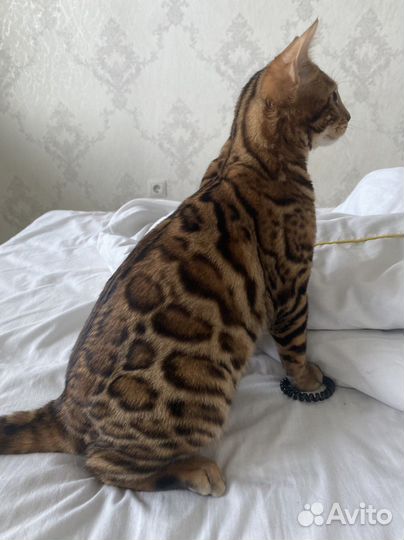 Бенгальский кот вязка
