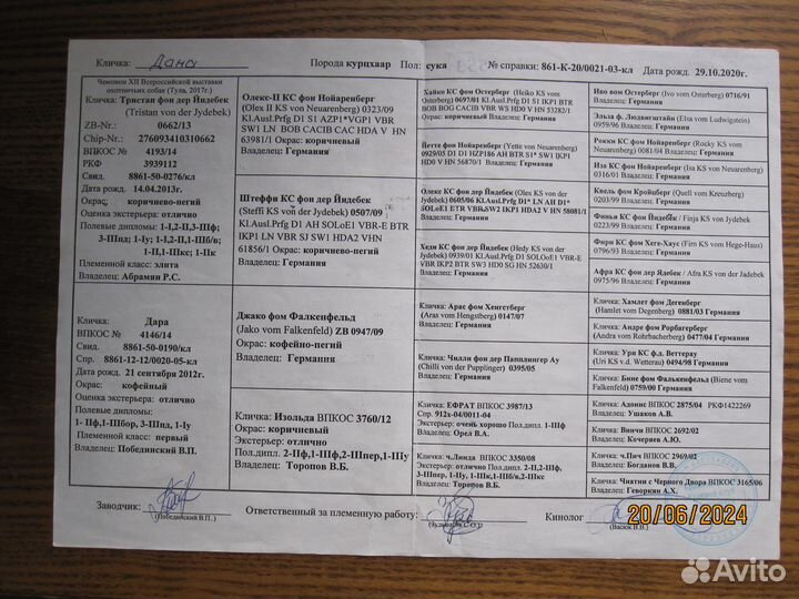 Щенки курцхаара от высокопородных производителей