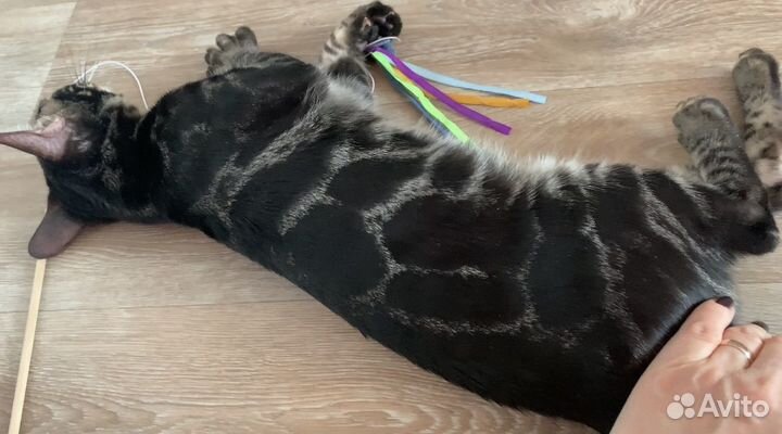 Кошка