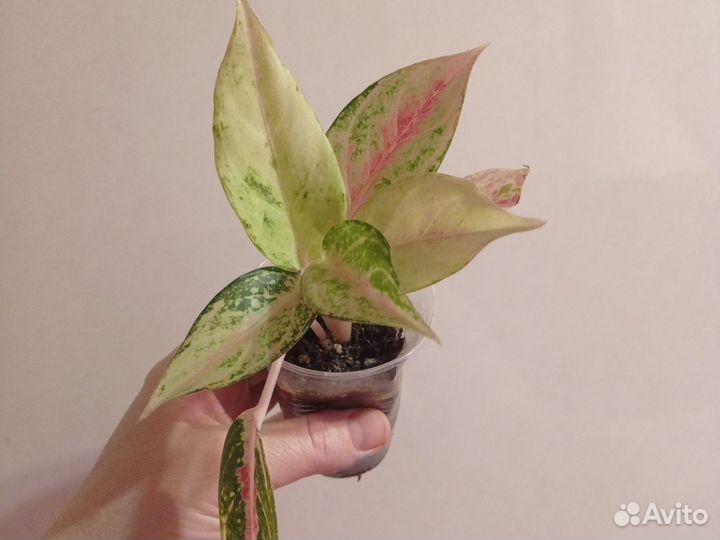 Комнатные цветы