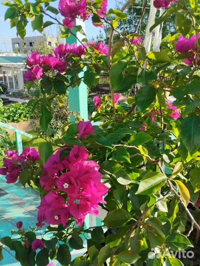 Бугенвиллия