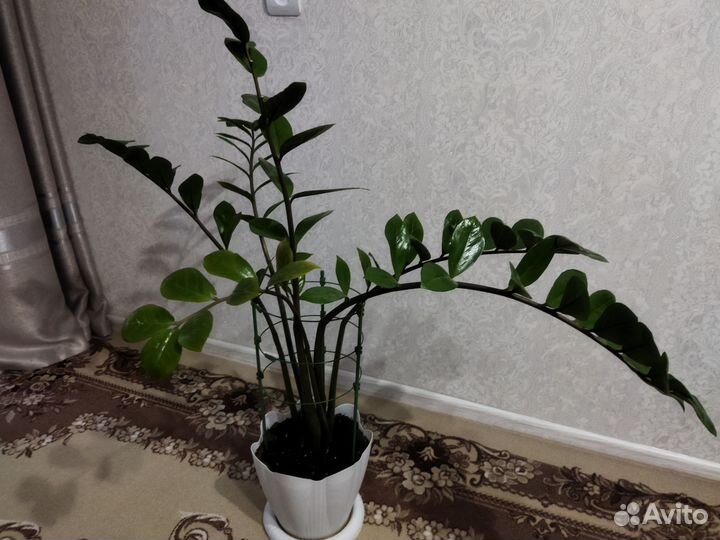 Замиокулькас