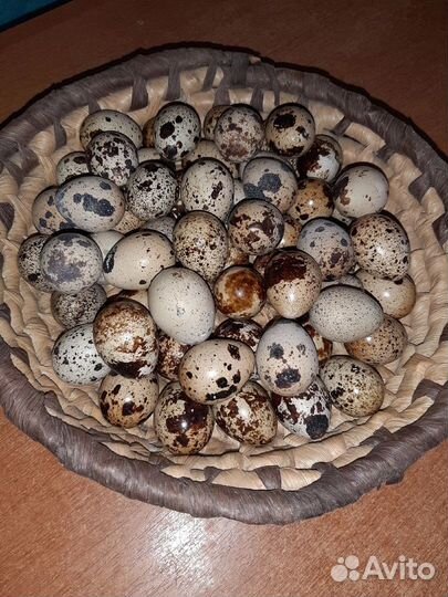 Яйца перепелиные домашние
