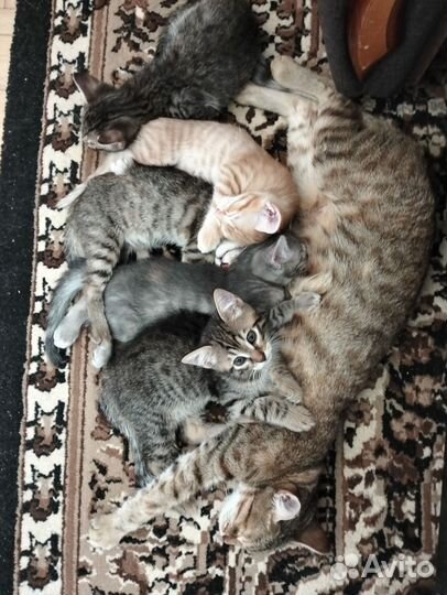 Котята бесплатно