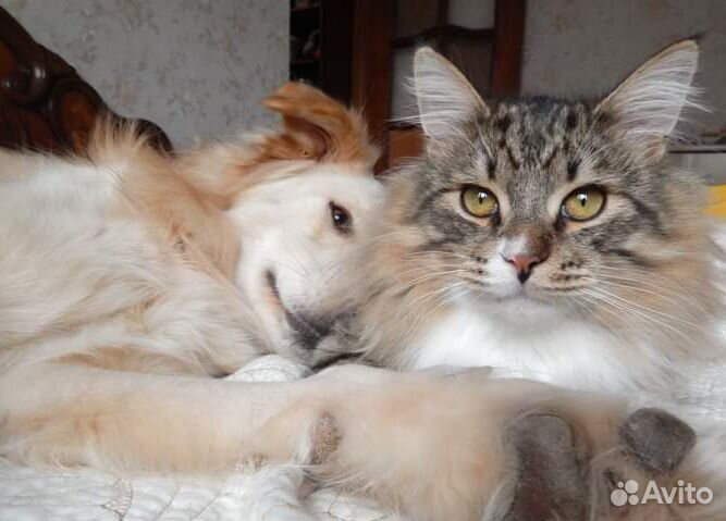 Передержка для собаки в Митино