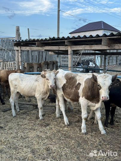 Бычки на откорм 16 голов