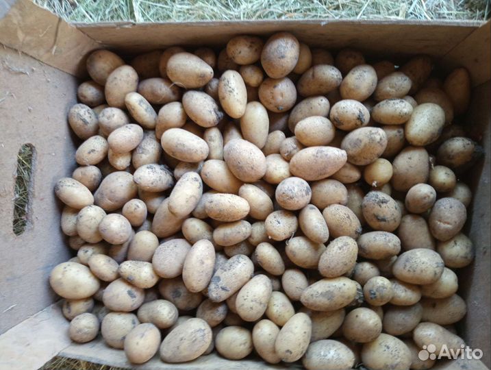 Семенной картофель