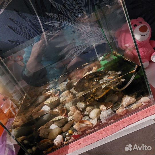 Отдам бесплатно
