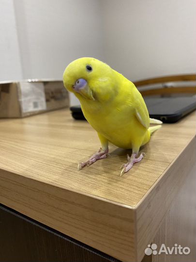 Волнистый попугай самец