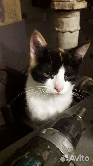 Кошки в добрые руки