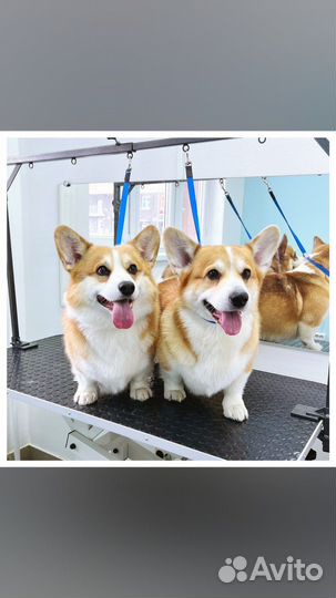 Уход за животными