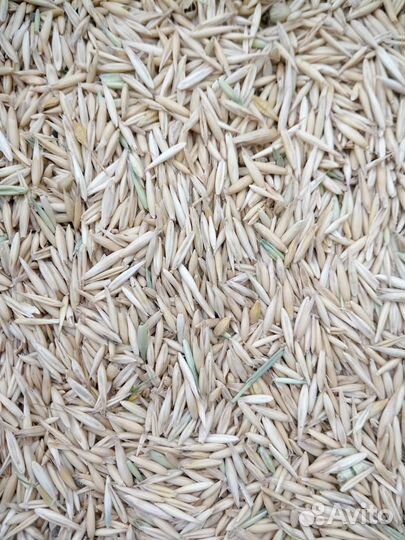 Продам овес