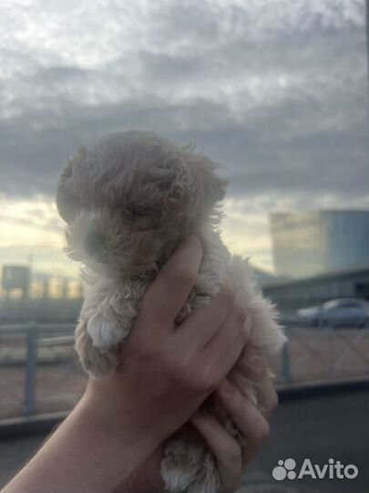 Мальтипу F1 mini, девочка premium