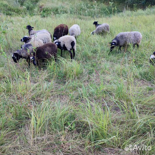 Продам овец баранов ярочки Козлят нубийской пород