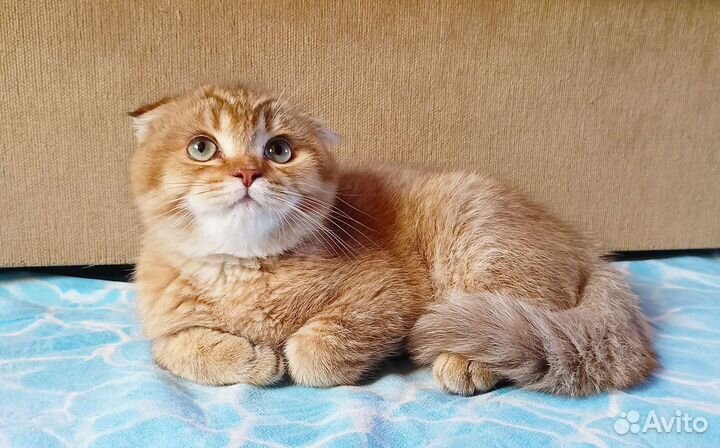 Шотландский котик