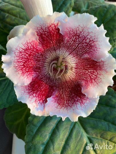 Глоксиния лист