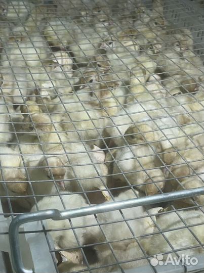 Индюшата тяжеловесы в наличии