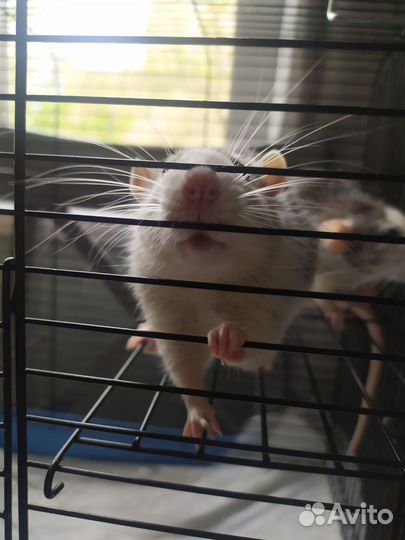 Крыса дамбо с клеткой