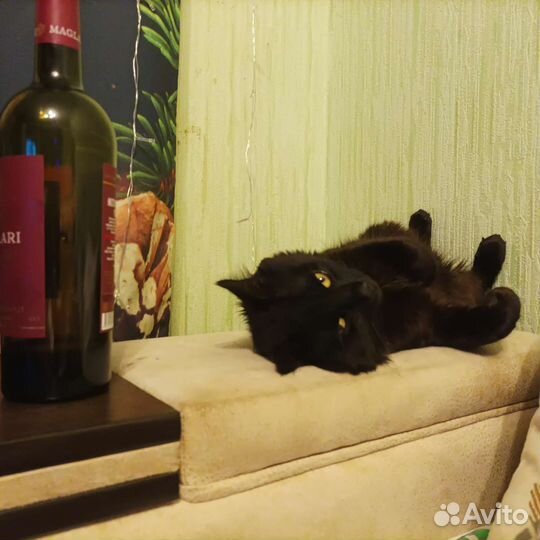 Кот для вязки