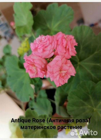 Пеларгония Antique Rose (Античная роза)
