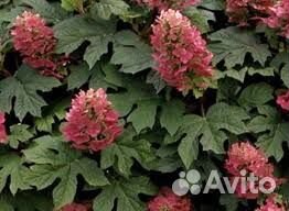 Дуболистные, Черешковые, Вьющиеся Гортензии