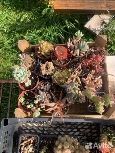 Суккуленты