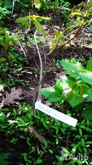 Дуб, Вяз, Клён, Туя - деревья саженцы