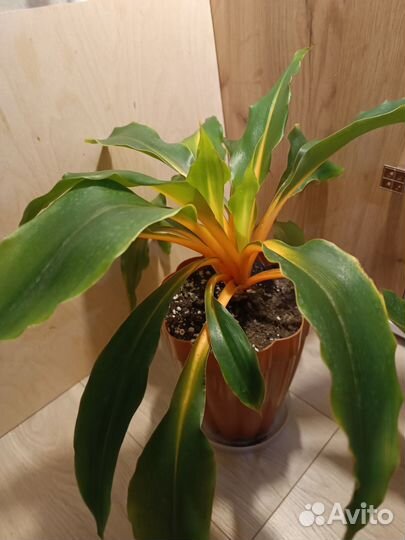 Хлорофитумы