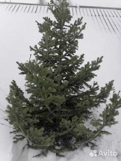 Пихта с Алтая Новогодняя