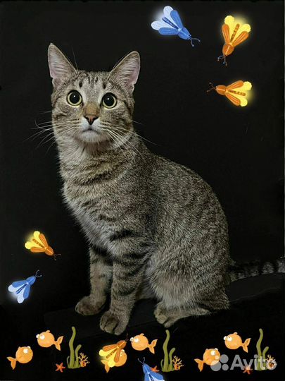Котик в добрые руки
