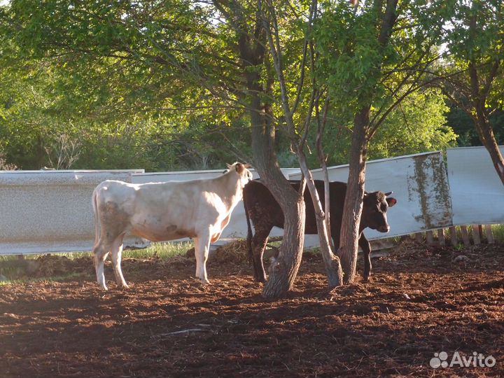 Телки стельные