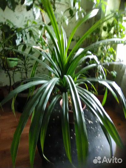 Комнатные цветы