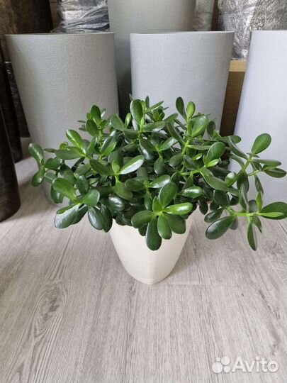 Крассула Овата, Денежное Дерево в подарок