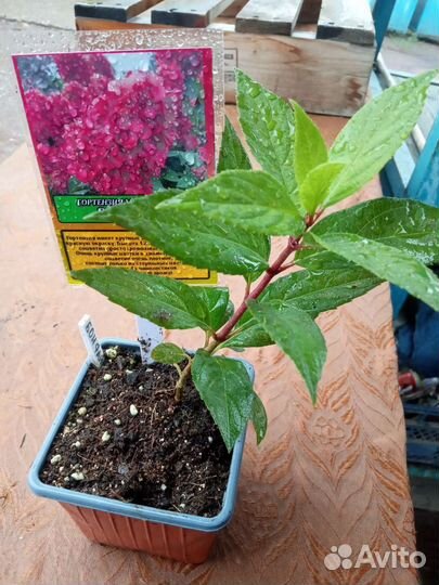 Гортензия Бонфайер