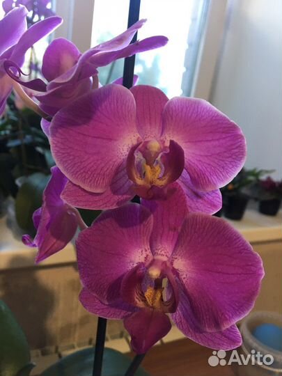 Орхидея