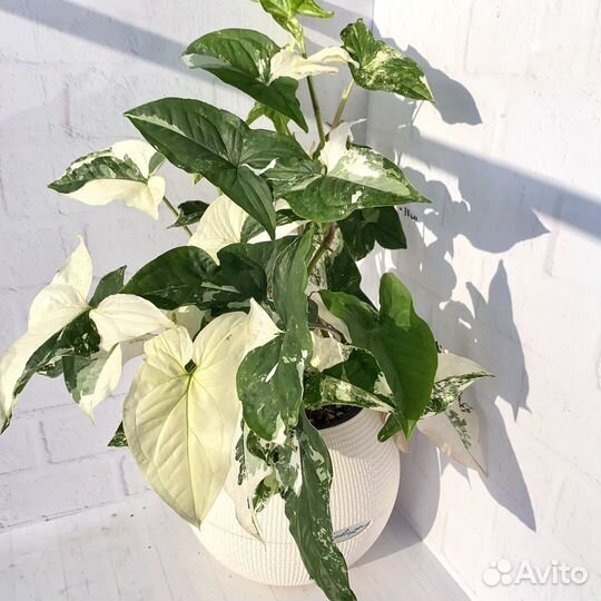 Сингониум imperial вайт