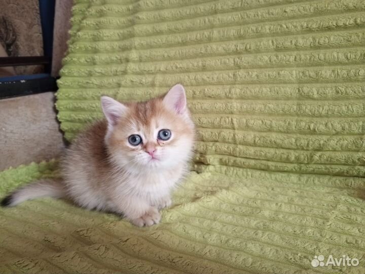 Кисуля