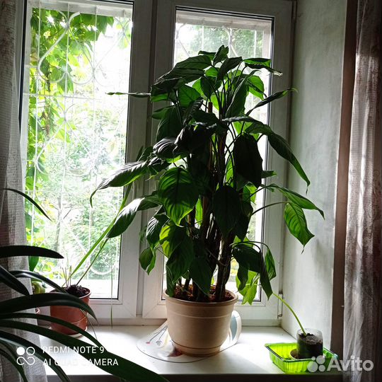 Бамбук счастья